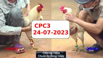 Đá gà cựa sắt ngày 24-07-2023 kênh CPC3