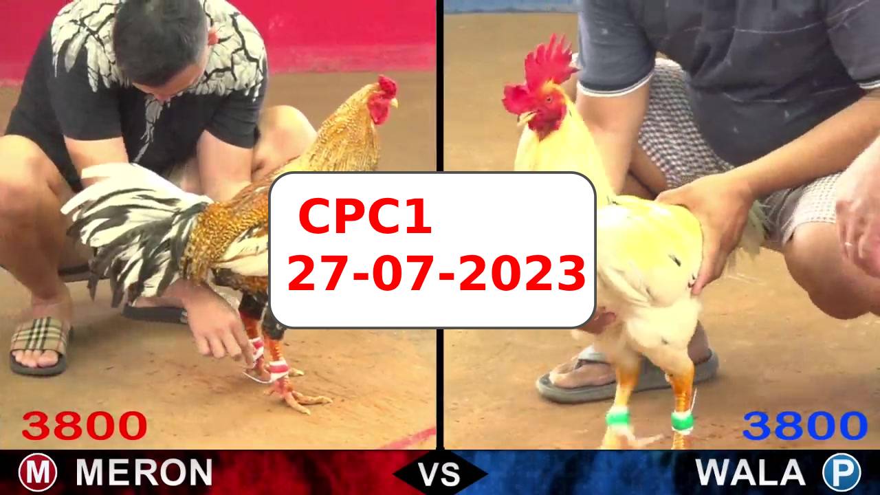 Đá gà cựa sắt ngày 27-07-2023 kênh CPC1