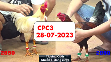 Đá gà cựa sắt ngày 28-07-2023 kênh CPC3