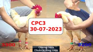 Đá gà cựa sắt Thomo ngày 30-07-2023 kênh CPC3