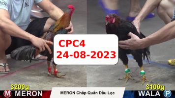 Đá gà cựa sắt Thomo ngày 24-08-2023 kênh CPC4