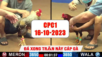 Đá gà cựa sắt ngày 16-10-2023 tại Thomo CPC1