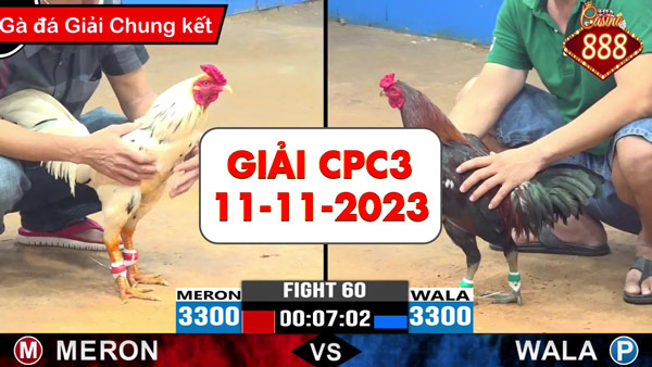 Full clip giải đá gà cựa sắt ngày 11-11-2023 tại Thomo CPC3