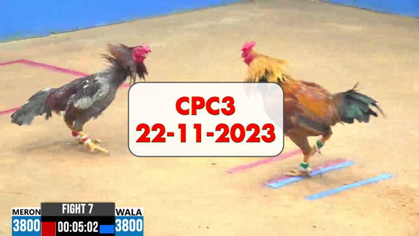 Đá gà cựa sắt ngày 22-11-2023 tại Thomo CPC3