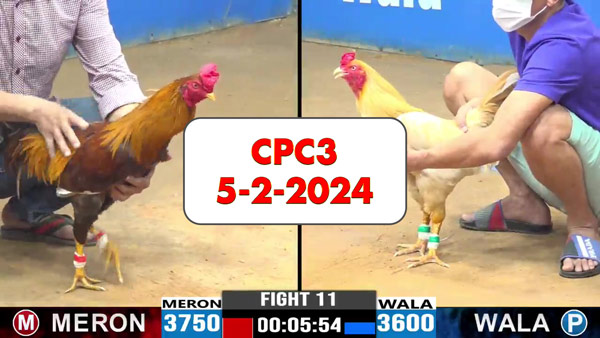 Đá gà cựa sắt ngày 5-2-2024 tại Thomo CPC3