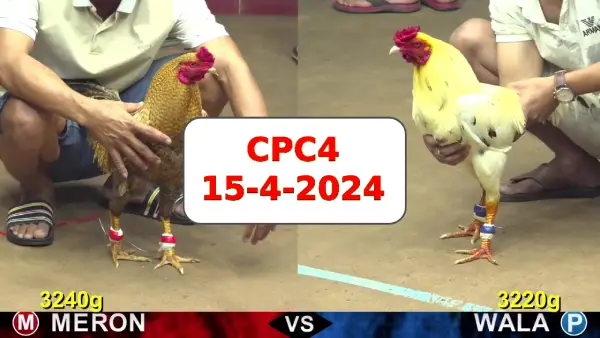 Đá gà cựa sắt ngày 15-4-2024 tại trường gà CPC4 thomo Campuchia