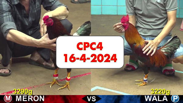 Đá gà cựa sắt ngày 16-4-2024 tại trường gà CPC4 thomo Campuchia