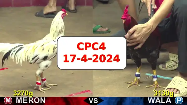 Đá gà cựa sắt ngày 17-4-2024 tại trường gà CPC4 thomo Campuchia