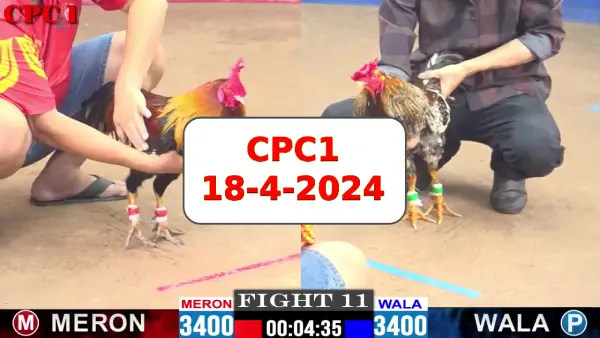 Đá gà cựa sắt ngày 18-4-2024 tại trường gà CPC1 thomo Campuchia