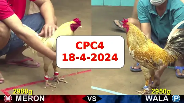 Đá gà cựa sắt ngày 18-4-2024 tại trường gà CPC4 thomo Campuchia