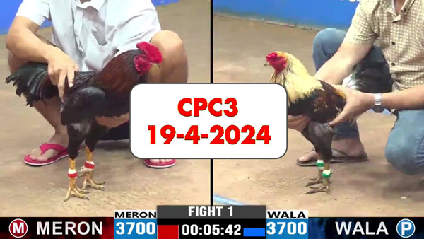 Đá gà cựa sắt ngày 19-4-2024 tại trường gà CPC3 thomo Campuchia