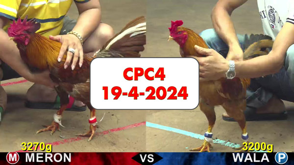 Đá gà cựa sắt ngày 19-4-2024 tại trường gà CPC4 thomo Campuchia