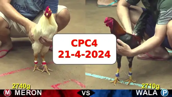 Đá gà cựa sắt ngày 21-4-2024 tại trường gà CPC4 thomo Campuchia