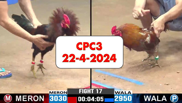 Đá gà cựa sắt ngày 22-4-2024 tại trường gà CPC3 thomo Campuchia