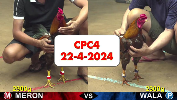 Đá gà cựa sắt ngày 22-4-2024 tại trường gà CPC4 thomo Campuchia