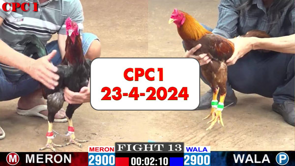 Đá gà cựa sắt ngày 23-4-2024 tại trường gà CPC1 thomo Campuchia