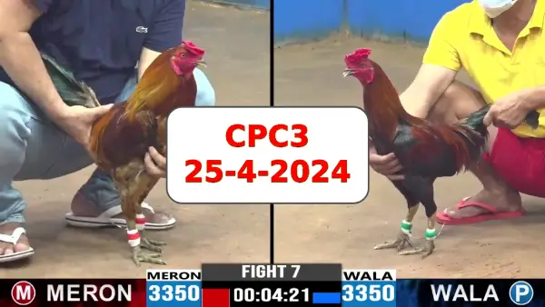 Đá gà cựa sắt ngày 25-4-2024 tại trường gà CPC3 thomo Campuchia