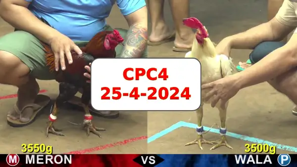 Đá gà cựa sắt ngày 25-4-2024 tại trường gà CPC4 thomo Campuchia