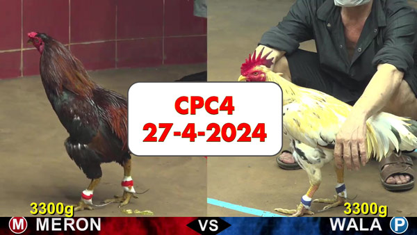 Đá gà cựa sắt ngày 27-4-2024 tại trường gà CPC4 thomo Campuchia