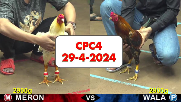 Đá gà cựa sắt ngày 29-4-2024 tại trường gà CPC4 thomo Campuchia