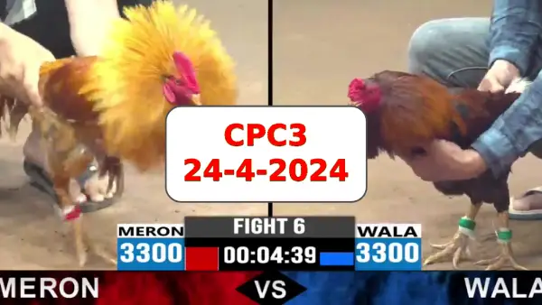 Đá gà cựa sắt ngày 24-4-2024 tại trường gà CPC3 thomo Campuchia
