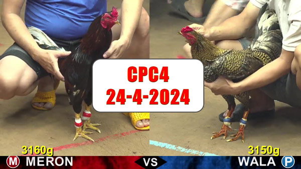 Đá gà cựa sắt ngày 24-4-2024 tại trường gà CPC4 thomo Campuchia