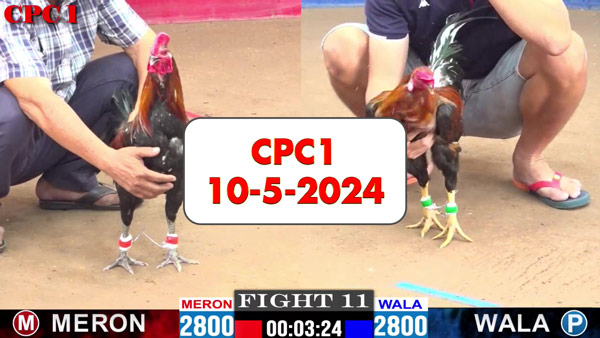 Đá gà cựa sắt ngày 10-5-2024 tại trường gà CPC1 thomo Campuchia