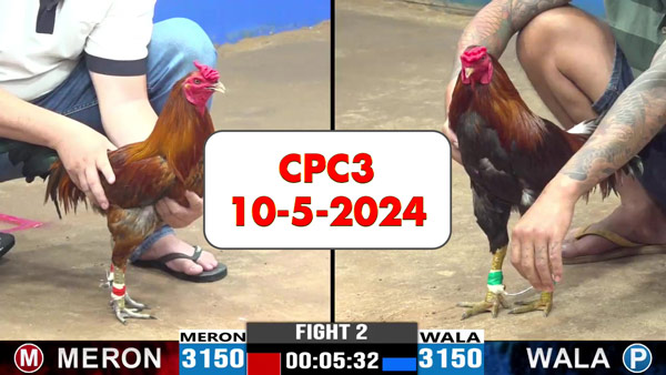 Đá gà cựa sắt ngày 10-5-2024 tại trường gà CPC3 thomo Campuchia