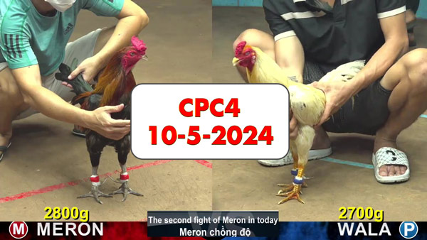 Đá gà cựa sắt ngày 10-5-2024 tại trường gà CPC4 thomo Campuchia