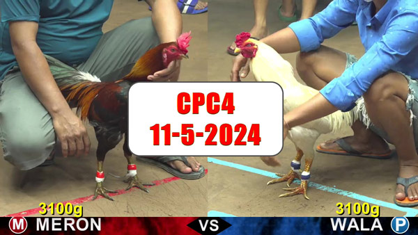 Đá gà cựa sắt ngày 11-5-2024 tại trường gà CPC4 thomo Campuchia