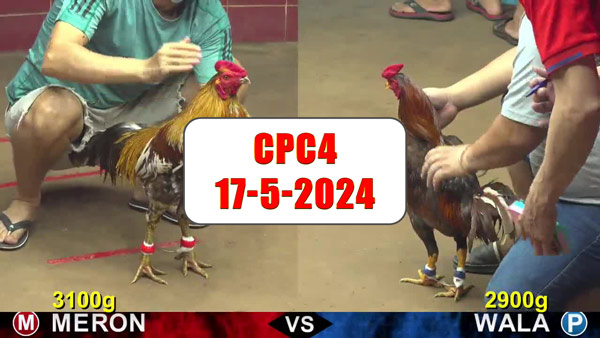 Đá gà cựa sắt ngày 18-5-2024 tại trường gà CPC4 thomo Campuchia