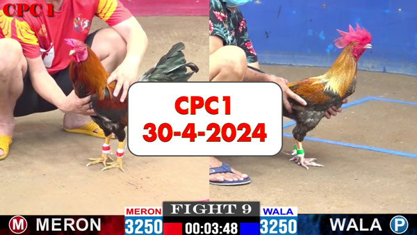 Đá gà cựa sắt ngày 30-4-2024 tại trường gà CPC1 thomo Campuchia