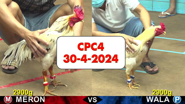 Đá gà cựa sắt ngày 30-4-2024 tại trường gà CPC4 thomo Campuchia