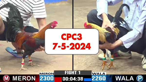 Đá gà cựa sắt ngày 7-5-2024 tại trường gà CPC3 thomo Campuchia