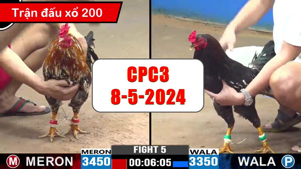 Đá gà cựa sắt ngày 8-5-2024 tại trường gà CPC3 thomo Campuchia