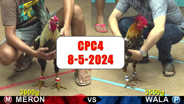 Đá gà cựa sắt ngày 8-5-2024 tại trường gà CPC4 thomo Campuchia