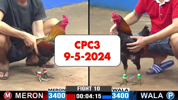 Đá gà cựa sắt ngày 9-5-2024 tại trường gà CPC3 thomo Campuchia