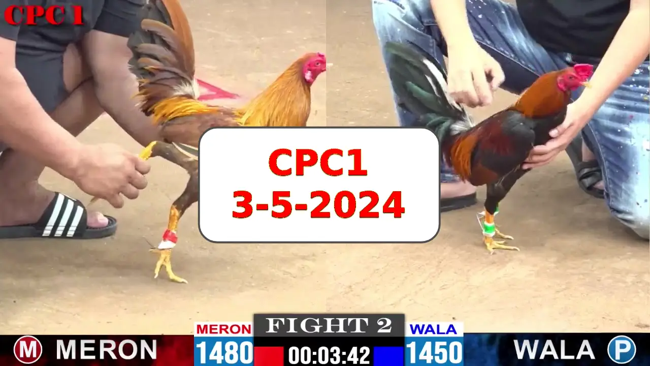 Đá gà cựa sắt ngày 3-5-2024 tại trường gà CPC1 thomo Campuchia