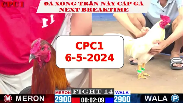 Đá gà cựa sắt ngày 6-5-2024 tại trường gà CPC1 thomo Campuchia