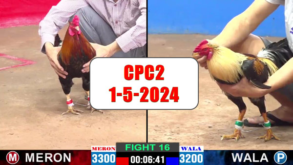 Đá gà cựa sắt ngày 1-5-2024 tại trường gà CPC2 thomo Campuchia
