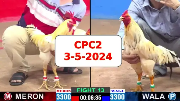 Đá gà cựa sắt ngày 3-5-2024 tại trường gà CPC2 thomo Campuchia