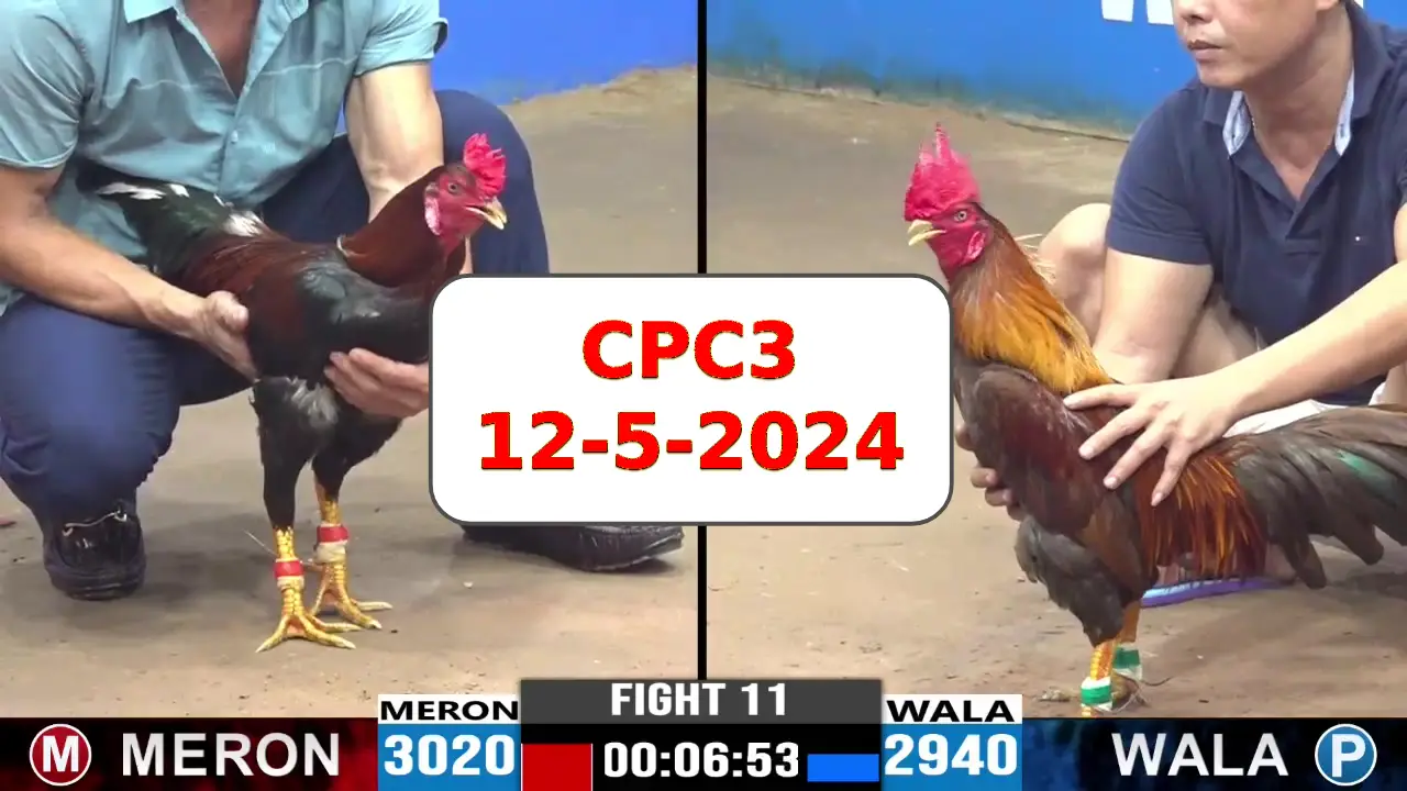 Đá gà cựa sắt ngày 12-5-2024 tại trường gà CPC3 thomo Campuchia