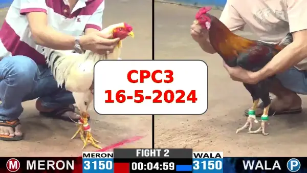 Đá gà cựa sắt ngày 16-5-2024 tại trường gà CPC3 thomo Campuchia