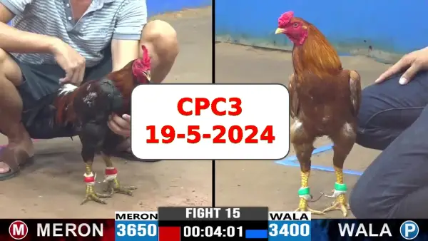 Đá gà cựa sắt ngày 19-5-2024 tại trường gà CPC3 thomo Campuchia