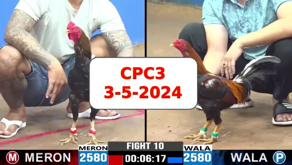 Đá gà cựa sắt ngày 3-5-2024 tại trường gà CPC3 thomo Campuchia