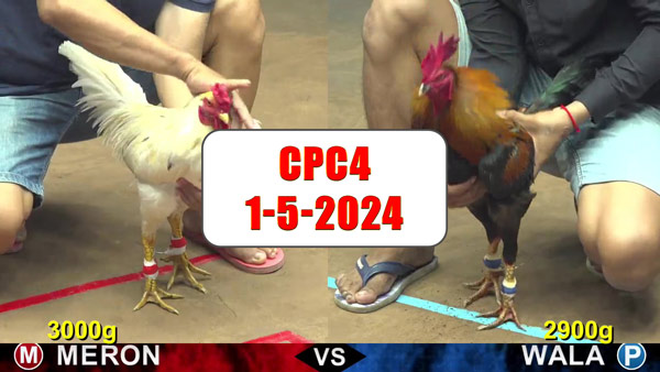 Đá gà cựa sắt ngày 1-5-2024 tại trường gà CPC4 thomo Campuchia