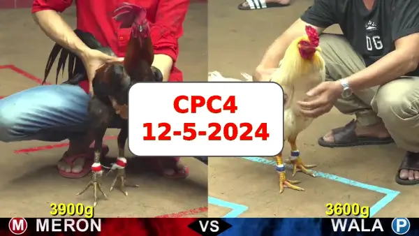 Đá gà cựa sắt ngày 12-5-2024 tại trường gà CPC4 thomo Campuchia