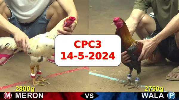 Đá gà cựa sắt ngày 14-5-2024 tại trường gà CPC4 thomo Campuchia