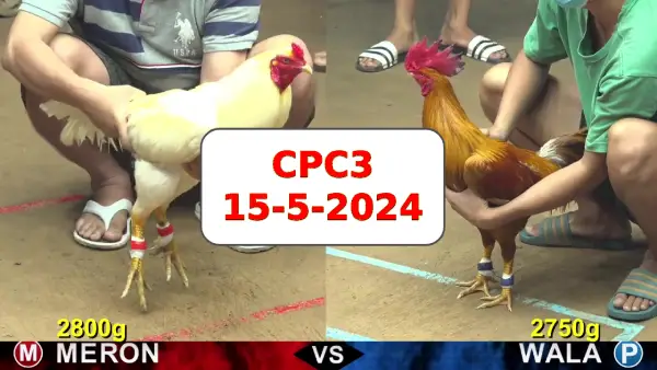 Đá gà cựa sắt ngày 15-5-2024 tại trường gà CPC4 thomo Campuchia