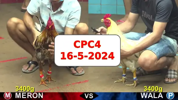 Đá gà cựa sắt ngày 16-5-2024 tại trường gà CPC4 thomo Campuchia